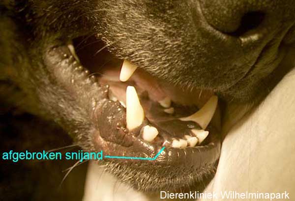 Een hond met een afgebroken snijtand